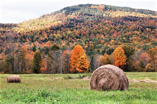 hay bale and autumn leaves